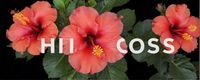 hibiscus plant